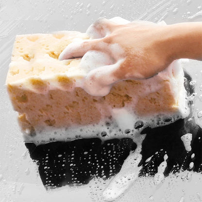 Extra Large Honeycomb Coral Cleaning Sponges