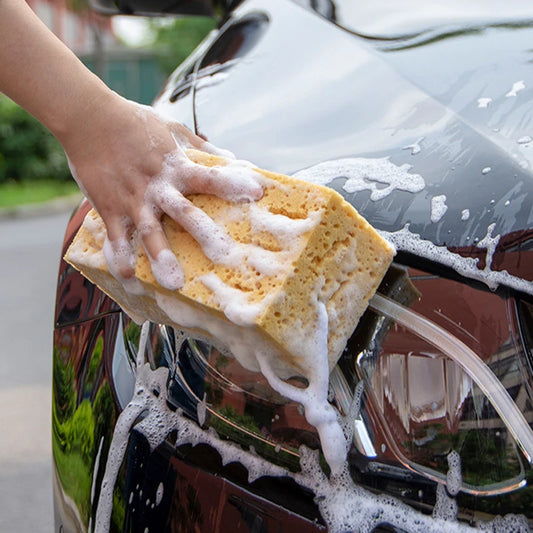 Extra Large Honeycomb Coral Cleaning Sponges